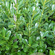 Prunus I. 'Rotundifolia' 125-150 cm met kluit