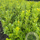 Prunus I. 'Rotundifolia' 125-150 cm met kluit