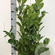 Prunus I. 'Rotundifolia' 80-100 cm met kluit