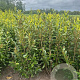 Prunus l. Genolia 100-125 cm met kluit