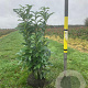 Prunus l. Genolia 100-125 cm met kluit