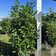 Prunus l. Genolia 150-175 cm met kluit