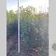 Prunus l. Genolia 175-200 cm met kluit