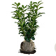 Prunus l. Genolia 60-80 cm met kluit