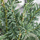 Taxus baccata 150-175 cm met kluit