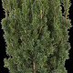 Taxus media 'Hicksii' 100-125 cm met kluit