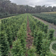 Thuja occ. 'Brabant' 125-150 cm met kluit