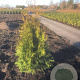Thuja occ. 'Brabant' 125-150 cm met kluit