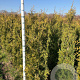Thuja occ. 'Brabant' 125-150 cm met kluit