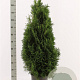 Thuja occ. 'Holmstrup' 120-140 cm met kluit