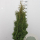 Thuja occ. 'Holmstrup' 200 cm met kluit