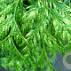 Thuja occ. 'Smaragd' 175-200 cm met kluit