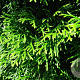Thuja occ. 'Smaragd' 175-200 cm met kluit