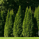 Thuja occ. 'Smaragd' 175-200 cm met kluit