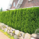 Thuja occ. 'Smaragd' 175-200 cm met kluit