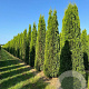 Thuja occ. 'Smaragd' 300-350 cm draadkluit