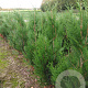 Thuja pl. 'Atrovirens' 125-150 cm met kluit