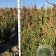 Thuja pl. 'Atrovirens' 125-150 cm met kluit