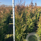 Thuja pl. 'Atrovirens' 150-175 cm met kluit
