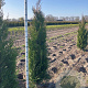 Thuja pl. 'Atrovirens' 175-200 cm met kluit