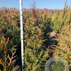 Thuja pl. 'Excelsa' 150-175 cm met kluit