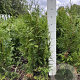 Thuja pl. 'Excelsa' 80-100 cm met kluit
