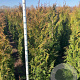 Thuja pl. 'Martin' 150-175 cm met kluit