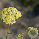 Achillea 'Credo' GM P9 BIO