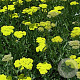 Achillea 'Moonshine' GM P9 BIO