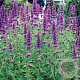 Agastache rugosa GM P9 BIO