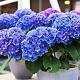 Hydrangea m. Early Blue 80-100 cm 20L