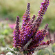 Amorpha canescens GM P9 BIO
