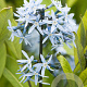 Amsonia tabernaemontana salicifolia GM P9 BIO