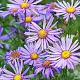 Aster amellus 'Rudolf Goethe' GM P9 BIO