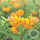 Asclepias tub. 'Gay Butterflies' GM P9 BIO