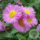 Erigeron 'Rosa Juwel' GM P9 BIO