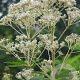 Eupatorium mac. 'Album' GM P9 BIO