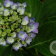 Hydrangea m. 'Mathilde Gütges' 50-60 cm 20L