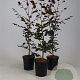 Fagus syl. 'Atropunicea' 40-60 cm 2,5L