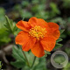 Geum coccineum 'Borisii' GM P9 BIO