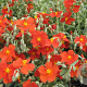Helianthemum 'Henfield Brilliant' GM P9 BIO