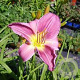 Hemerocallis 'Prairie Bells' GM P9 BIO