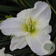 Hemerocallis 'White Temptation' GM P9 BIO