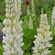 Lupinus 'Fräulein' GM P9 BIO
