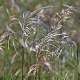 Miscanthus sin. 'Graziella' GM P9 BIO