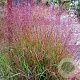Panicum virgatum 'Kupferhirse' GM P9 BIO