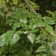 Peucedanum verticillare GM P9 BIO