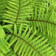 Polystichum polyblepharum GM P9 BIO