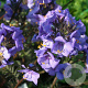 Polemonium y. Bress. Purple GM P9 BIO