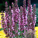 Salvia nemorosa 'Rose Queen' GM P9 BIO